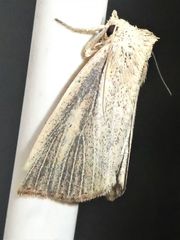 Lophocalama neuritis