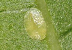 Coccus viridis