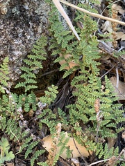 Myriopteris fendleri