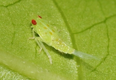 Tangia litoralis