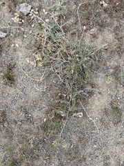 Astragalus lentiginosus nigricalycis