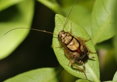 Euthlastoblatta absimilis