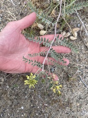 Astragalus lentiginosus nigricalycis