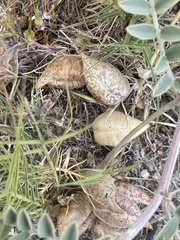 Astragalus lentiginosus nigricalycis
