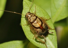 Euthlastoblatta absimilis