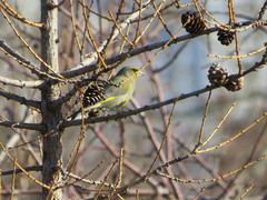 Chloris chloris