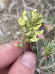 Astragalus lentiginosus nigricalycis