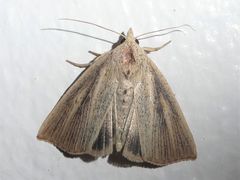 Lophocalama neuritis