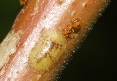 Plagiolepis alluaudi