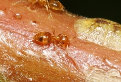 Plagiolepis alluaudi