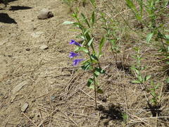 Scutellaria angustifolia