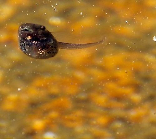 iNaturalist observation photo of Pacific chorus frog