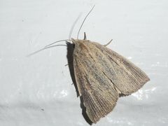 Lophocalama neuritis