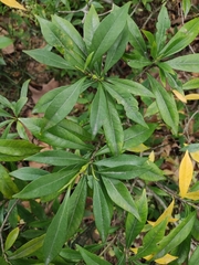 Gardenia stenophylla