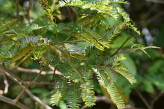 Fabaceae