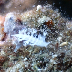 Tritoniopsis elegans