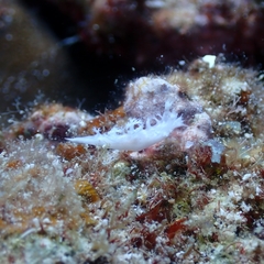 Tritoniopsis elegans