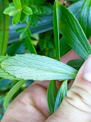 Traversia baccharoides