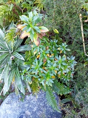 Traversia baccharoides