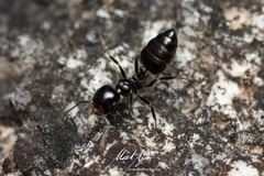 Crematogaster laeviceps