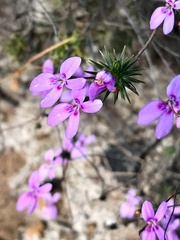 Stylidium flagellum
