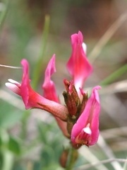 Astragalus incanus