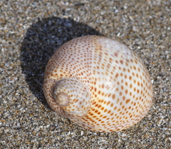 Naticarius stercusmuscarum