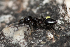 Crematogaster laeviceps