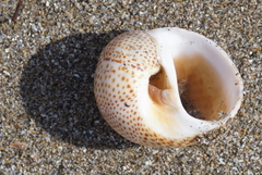 Naticarius stercusmuscarum