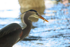Ardea herodias fannini