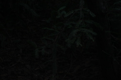 Sequoia sempervirens