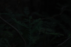 Sequoia sempervirens