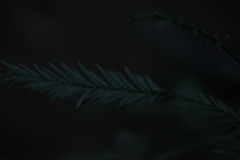 Sequoia sempervirens