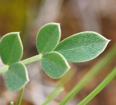 Astragalus incanus