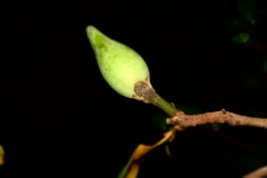 Sapotaceae