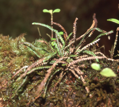 Stenogrammitis saffordii