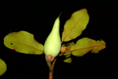 Sapotaceae