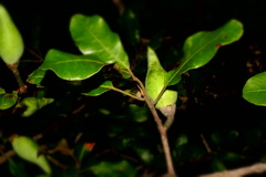 Sapotaceae