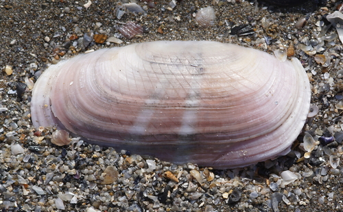 rosy razor clam