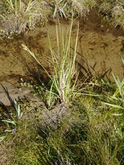 Carex buxbaumii