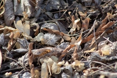 Dasymutilla pseudopappus