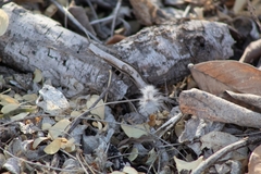 Dasymutilla pseudopappus