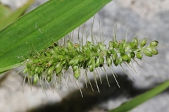 Setaria adhaerens