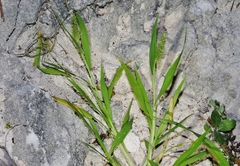 Setaria adhaerens