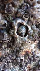 Echinolittorina aspera