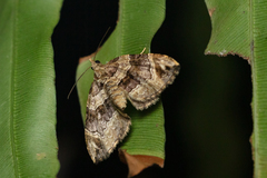 Chaetolopha incurvata