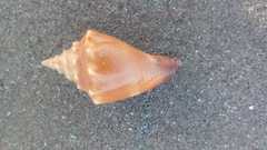 Strombus gracilior