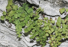 Adiantum bellum