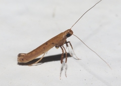Caloptilia perseae