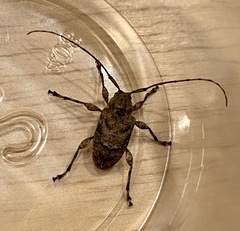 Leptostylopsis terraecolor